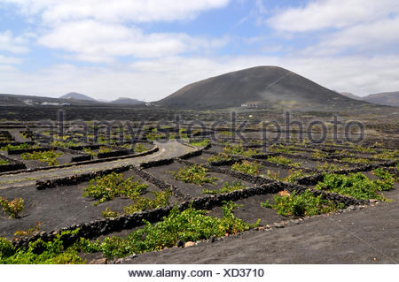 Discover the Volcanic Interior and Coastlines of Lanzarote