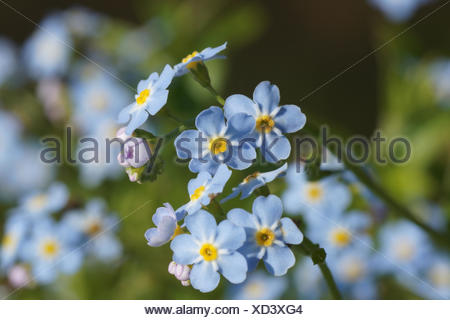 Sumpf Vergissmeinnicht Myosotis Scorpioides Stock Photo Alamy