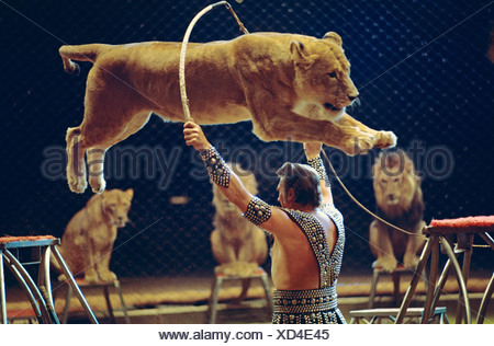 circus - lion jumping Stock Photo - Alamy