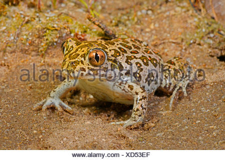 Eastern European spadefoot, Syrian spadefoot (Pelobates syriacus), beautiful patterned Syrian spadefoot, Romania, Dobrudscha, Donaudelta, Donau-Delta, Vadu