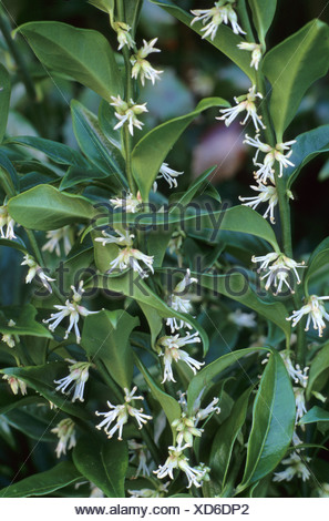 Sarcococca Confusa. Sweet box with flowers and berries in winter Stock Photo: 94989350 - Alamy