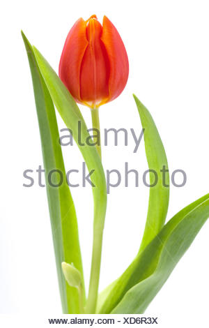 Schöne frische rote Tulpen als Blumenstrauß zu ostern und Valentinstag isoliert