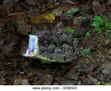 Fer-de-lance Snake Striking Bothrops asper Costa Rica Stock Photo