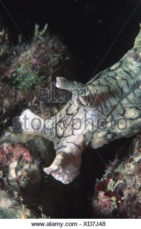 Spotted sea hare (Aplysia dactylomela) in hand, purple coloured ink ...