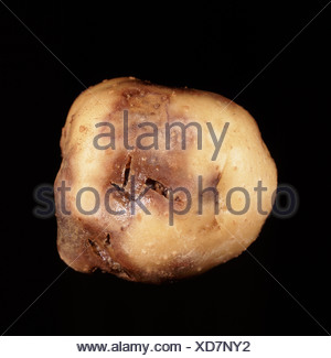 Ring rot Corynebacterium sepedonicum potato tuber stolon end damage ...