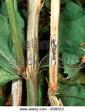 Stem rot Sclerotinia sclerotiorum sclerotia mycelium on cucumber stem ...
