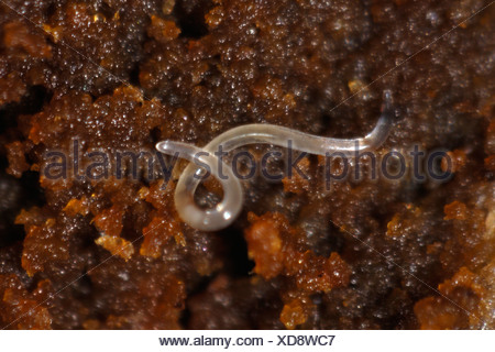An eelworm possibly Ditylenchus sp in rotten timber of an ornamental ...