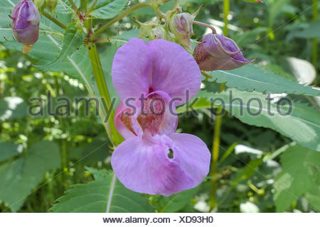 Drüsiges Springkraut (Impatiens glandulifera), Einzelblüte, Bayern, Deutschland, Europa