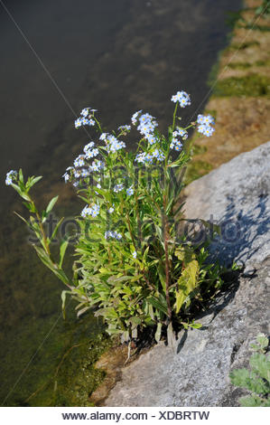 Sumpf Vergissmeinnicht Myosotis Scorpioides Stock Photo Alamy