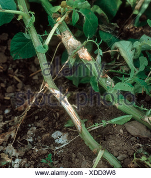 White mould Sclerotinia sclerotiorum lesion on potato stem Scotland ...