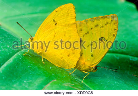 Orange-barred Sulphur Butterflies mating (Phoebis philea philea) ventral view S W USA (strays far N) S TX to Peru; Galapagos