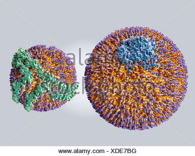 Lipoproteins. Illustration of a low density lipoprotein (LDL), or Stock ...