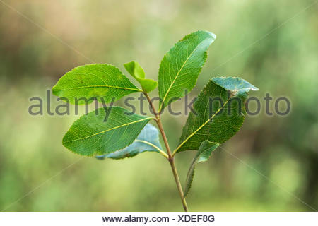 Close up of leaves of a khat plant in Yemen Stock Photo - Alamy