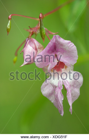 Himalayan balsam (Impatiens glandulifera)