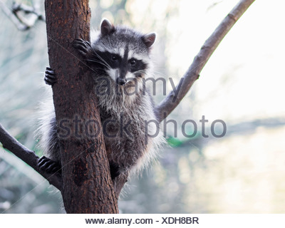 san raccoon lotor procyon california usa francisco portrait alamy