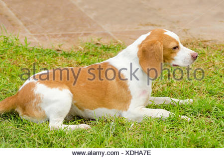 A Young Beautiful White And Orange Istrian Shorthaired Hound