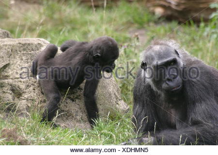 Monkey Gorilla Cathedral Anthropoid Primat Gorilla Gorilla Regnwald Stock Photo Alamy