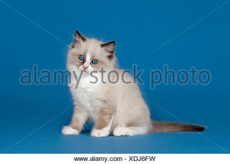 seal mitted ragdoll with blaze