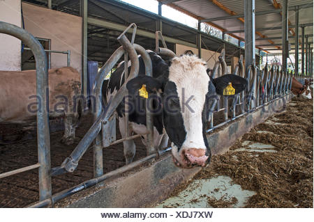 Livestock Holstein Dairy Cattle At A Feed Bunk Feeding On Hay