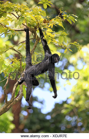 spider monkey hanging from a tree in a natural park in Costa Rica Stock ...
