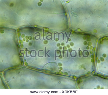 ELODEA PLANT CELL (ANACHARIS SP Stock Photo: 18470495 - Alamy