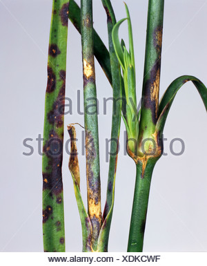 Dianthus leaf spot Septoria dianthi on carnation Dianthus spp leaves ...