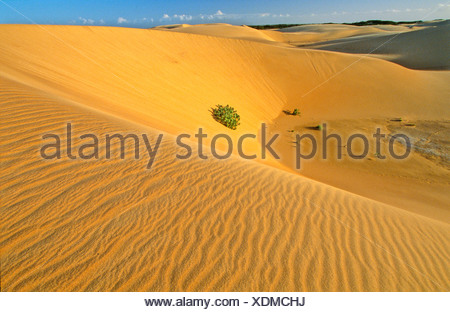 Venezuela South America Coro Parque Nacional Medanos De Coro Sand dunes ...