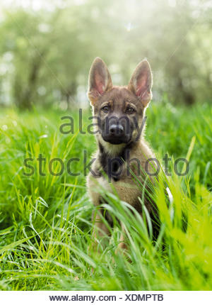 A cute german shepherd puppy sitting outside in the grass Stock Photo