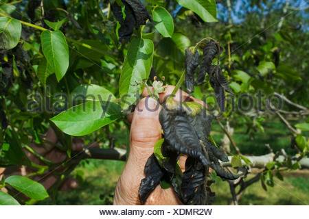 The hand of a walnut grower inspecting the damage to his walnut crop caused by a heavy unusual Spring freeze / California, USA.