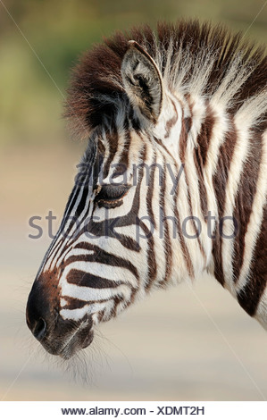 Chapman's zebra (Equus quagga chapmani, Equus burchellii chapmani), portrait, native to Zimbabwe, Botswana and Zambia, captive