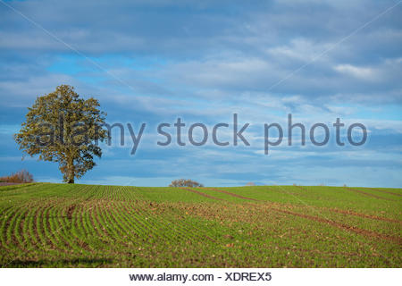 Schone Herbstliche Landschaft Hintergrund Natur Landwirtschaft Himmel Stock Photo Alamy