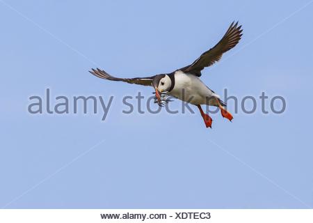 Atlantic puffin, Common puffin (Fratercula arctica), flying with fishes in the beak, United Kingdom, Scotland
