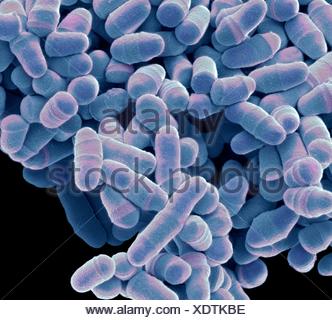 Yeast, SEM Stock Photo - Alamy