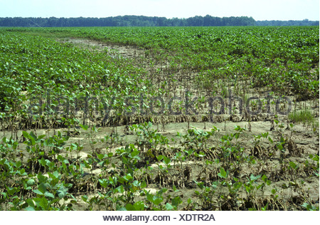 Young soybean crop severely affected by heavy rain, Mississipi, USA ...