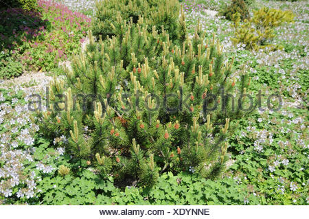 Mountain pine, Mugo pine (Pinus mugo ‘Gnom’, Pinus mugo Gnom Stock