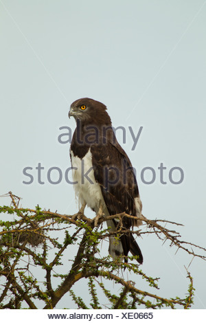 Immature African Crowned Eagle, Stephanoaetus coronatus Stock Photo ...