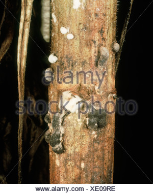 Stem rot Sclerotinia sclerotiorum sclerotia shown in oilseed rape Stock ...