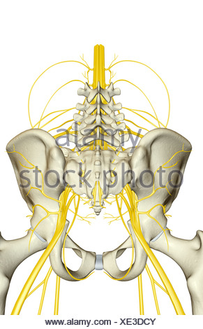 Nerve supply of the pelvis Stock Photo: 13186532 - Alamy