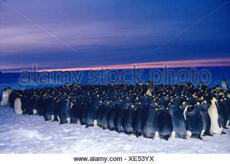 Download Aptenodytes forsteri, Emperor penguins, The male Emperor ...