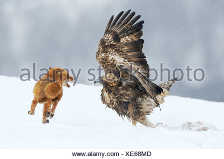 Golden Eagle (Aquila chrysaetos) fighting with a red fox (Vulpes vulpes) over a carcass, Sinite Kamani Nature Park, Bulgaria
