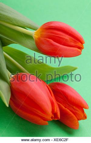 Schöne frische rote Tulpen als Blumenstrauß zu ostern und Valentinstag isoliert