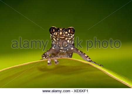 photo of a Tukeit hill frog resting on a green leaf against a green background