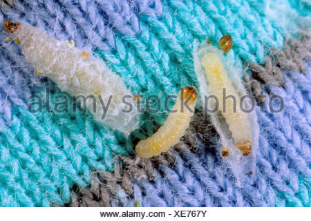 Carpet or Common clothes Moth Larvae Tineola bisselliella Stock Photo ...