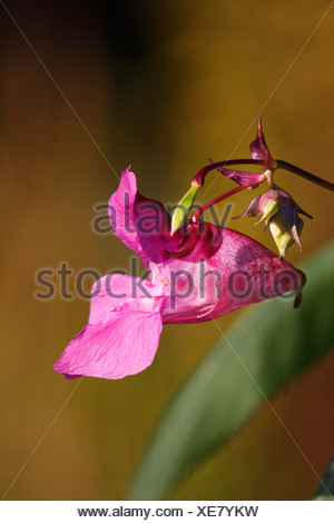 Himalayan Balsam (Impatiens glandulifera), blossom, side view