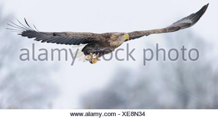 white-tailed eagle (haliaeetus albicilla), feldberger seenlandschaft, mecklenburg-vorpommern, germany