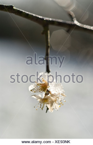 download sloe thorn download sloe thorn