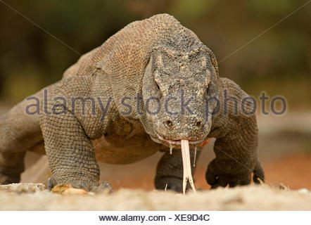 Komodo dragon full body Stock Photo: 57612064 - Alamy