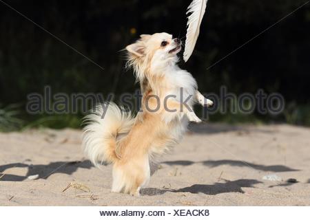 Chihuahua Shows Trick Stock Photo 280929901 Alamy