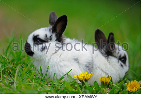 Cute black and white colored rabbit with some black dots and black ...