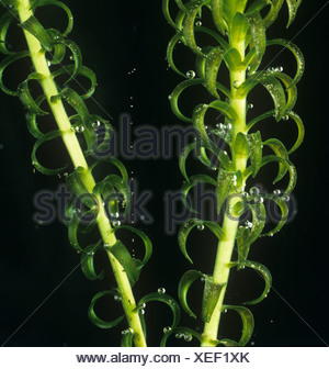 Photosynthesis experiment with elodea image